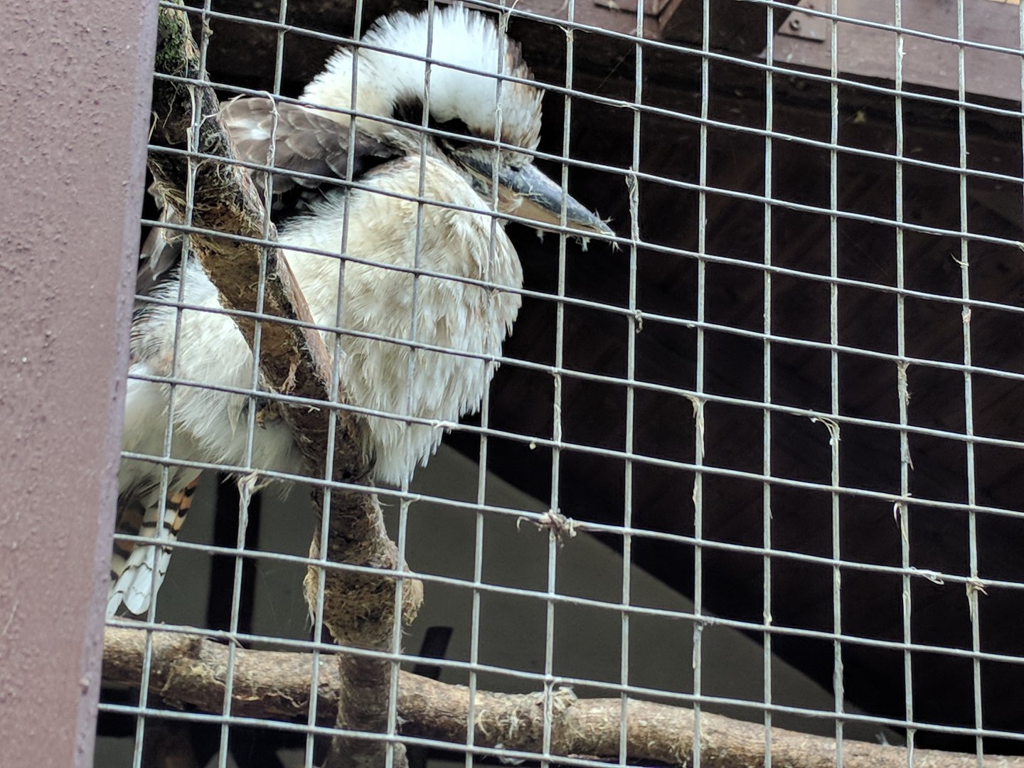 Laughing Kookaburra