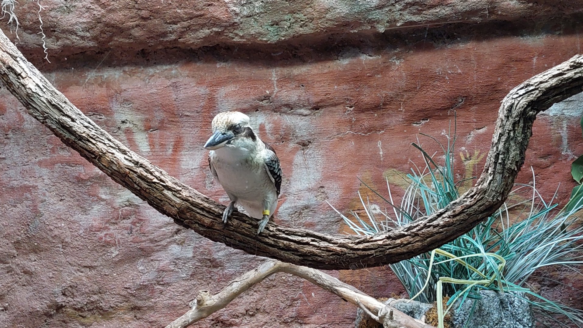 Laughing Kookaburra