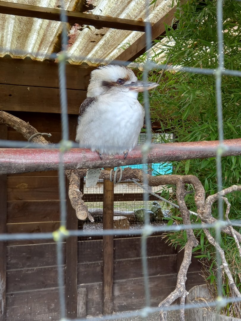 Laughing Kookaburra