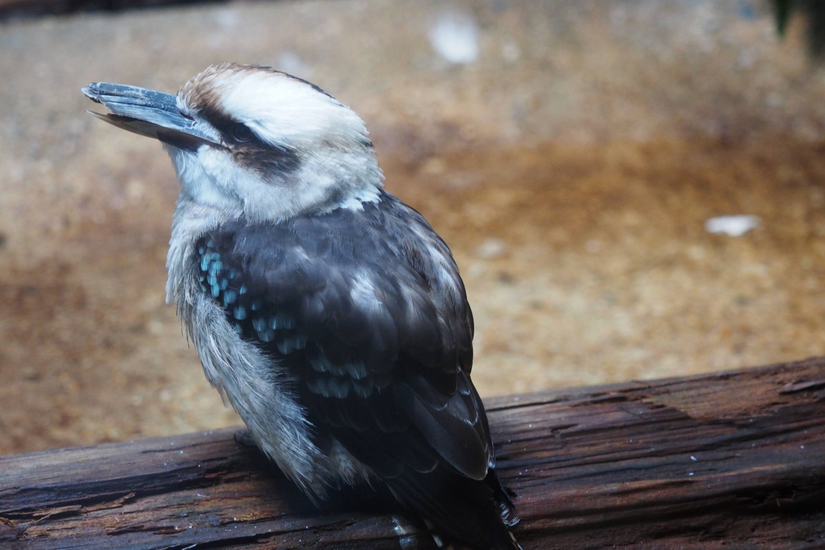 Laughing kookaburra