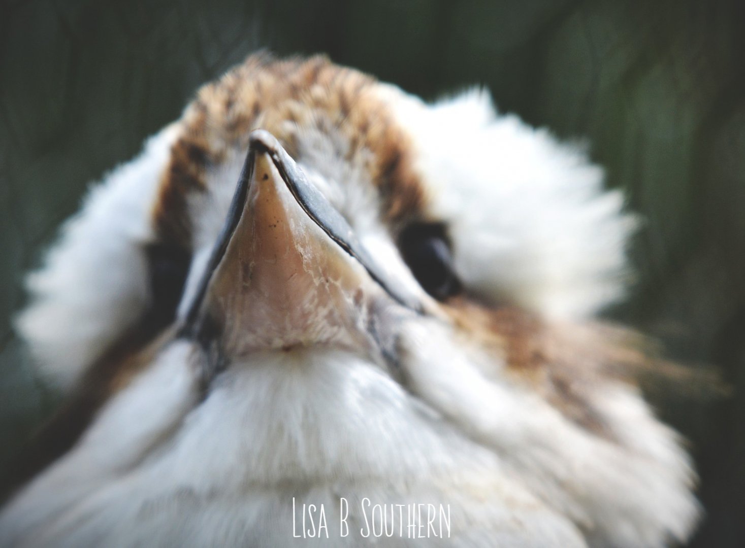 laughing kookaburra
