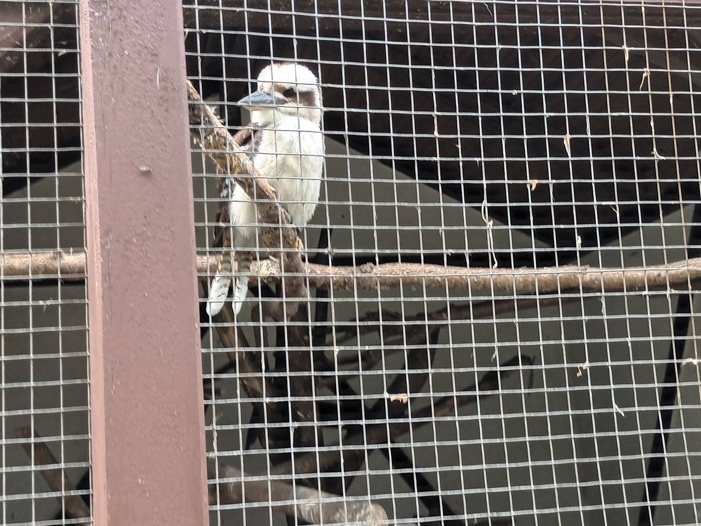 Laughing Kookaburra