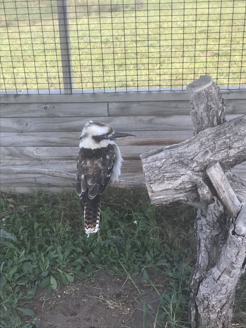 Laughing Kookaburra