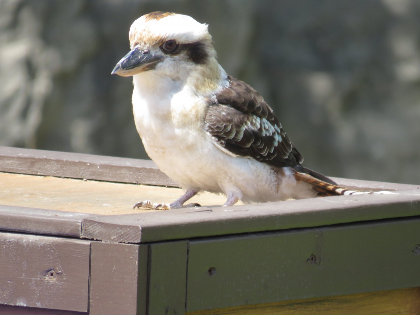 Laughing kookaburra