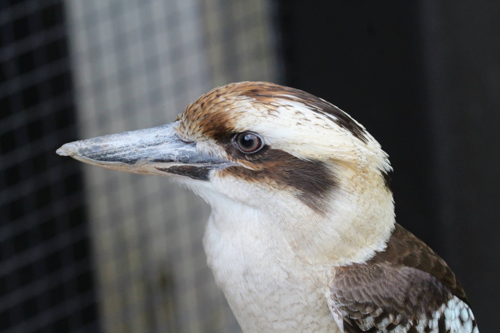 Laughing Kookaburra
