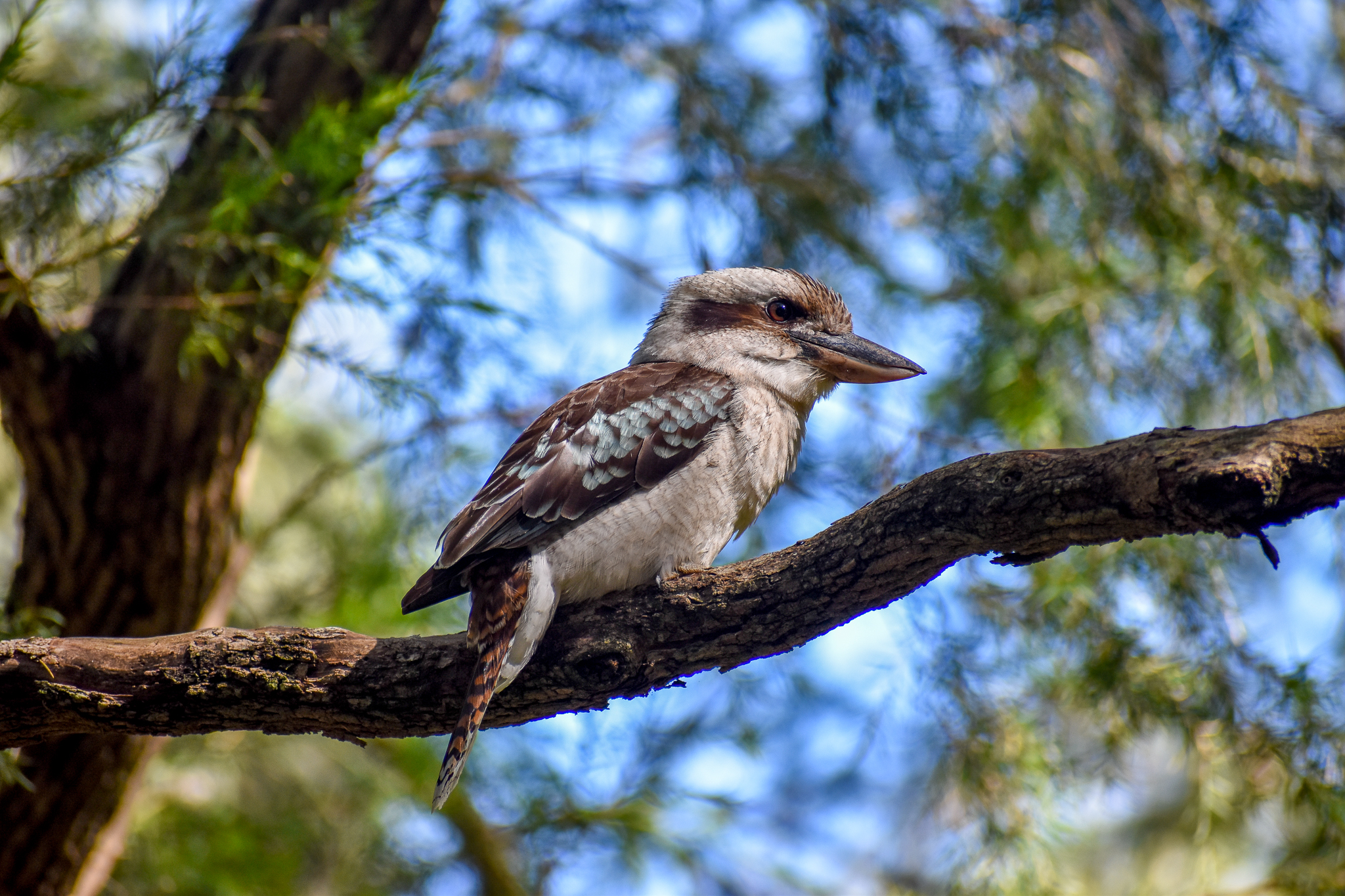 Laughing Kookaburra