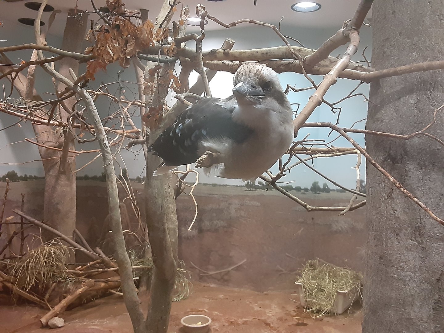 Laughing Kookaburra