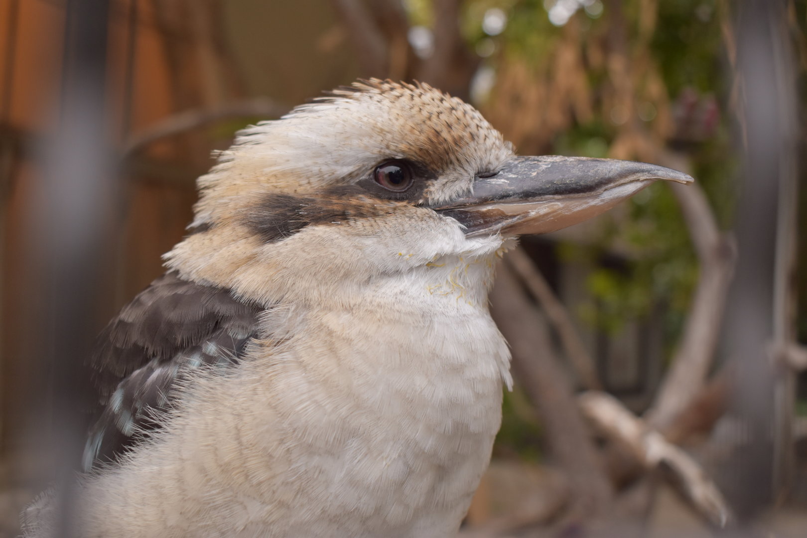 Laughing kookaburra
