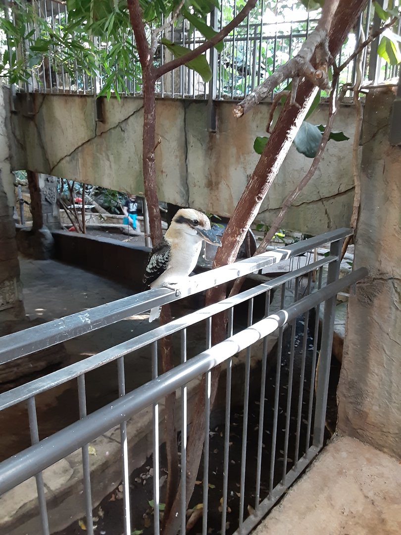 Laughing Kookaburra
