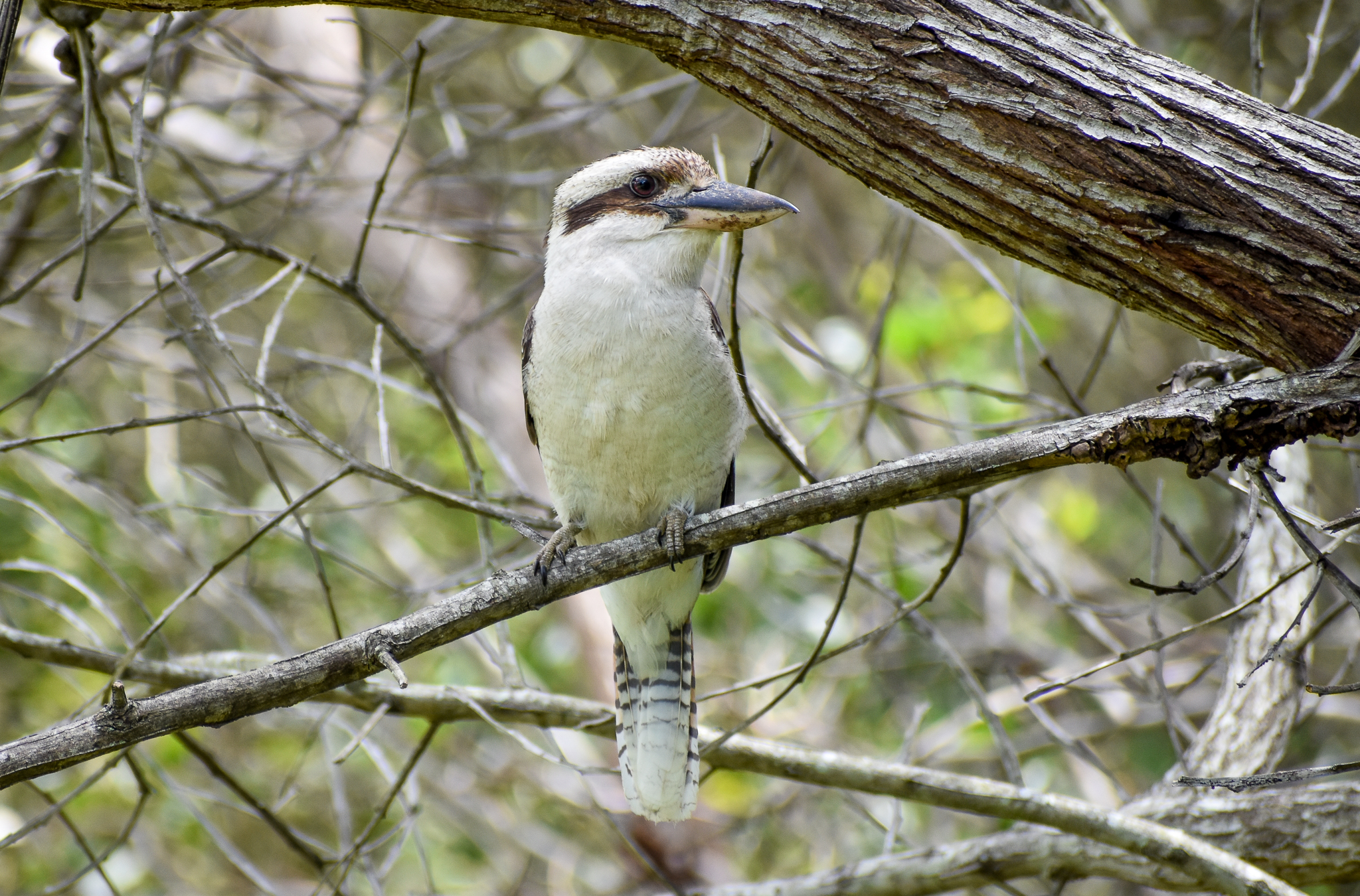 Laughing Kookaburra