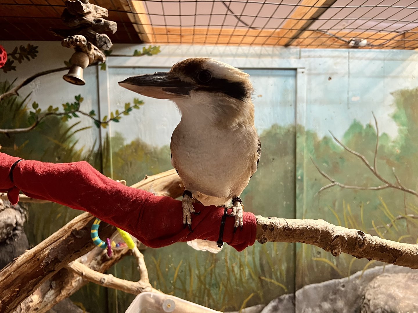 Laughing Kookaburra