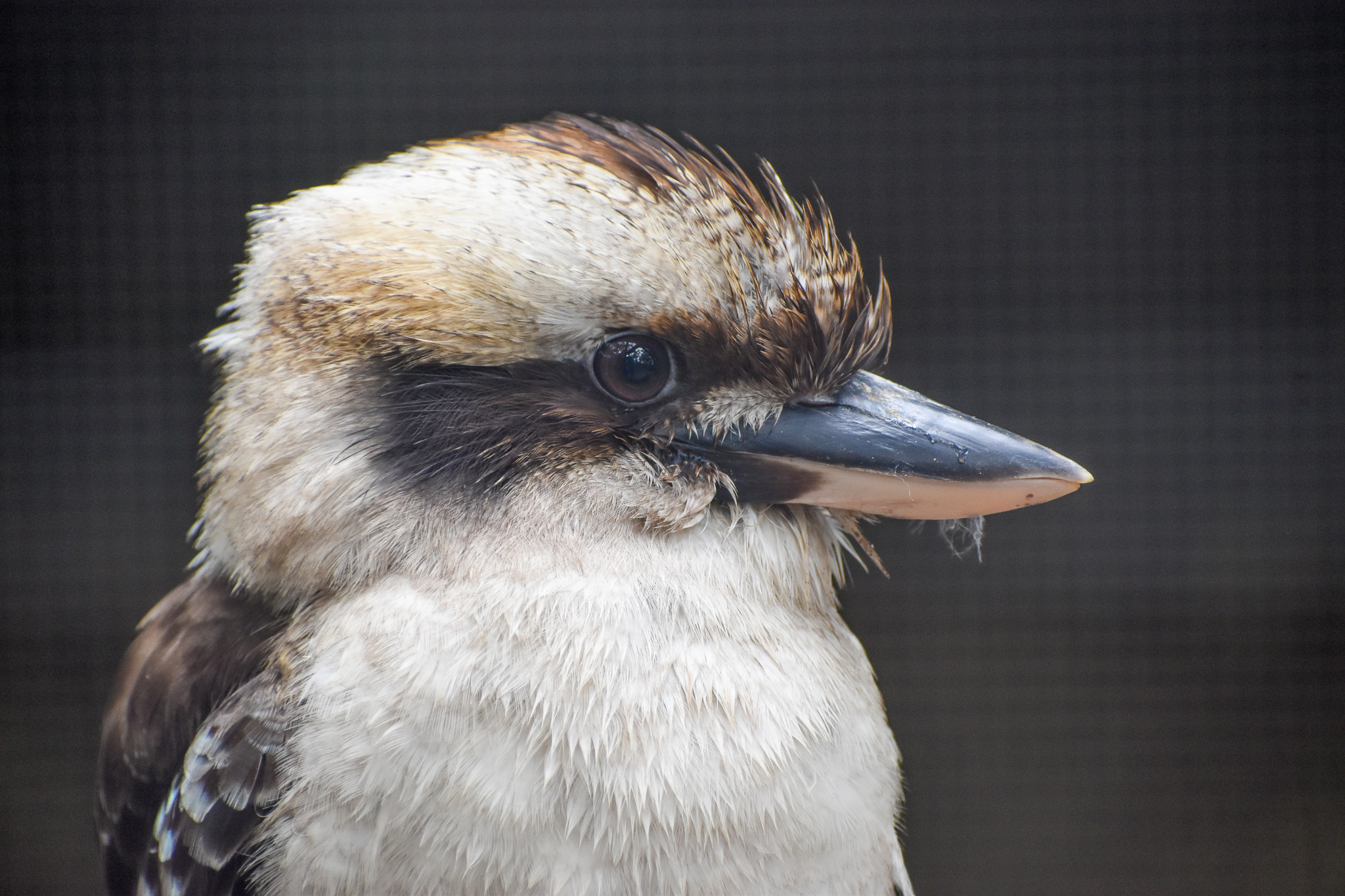 Laughing Kookaburra