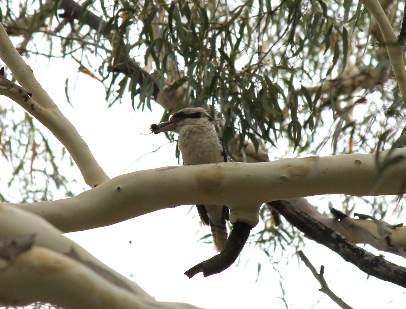 Laughing Kookaburra