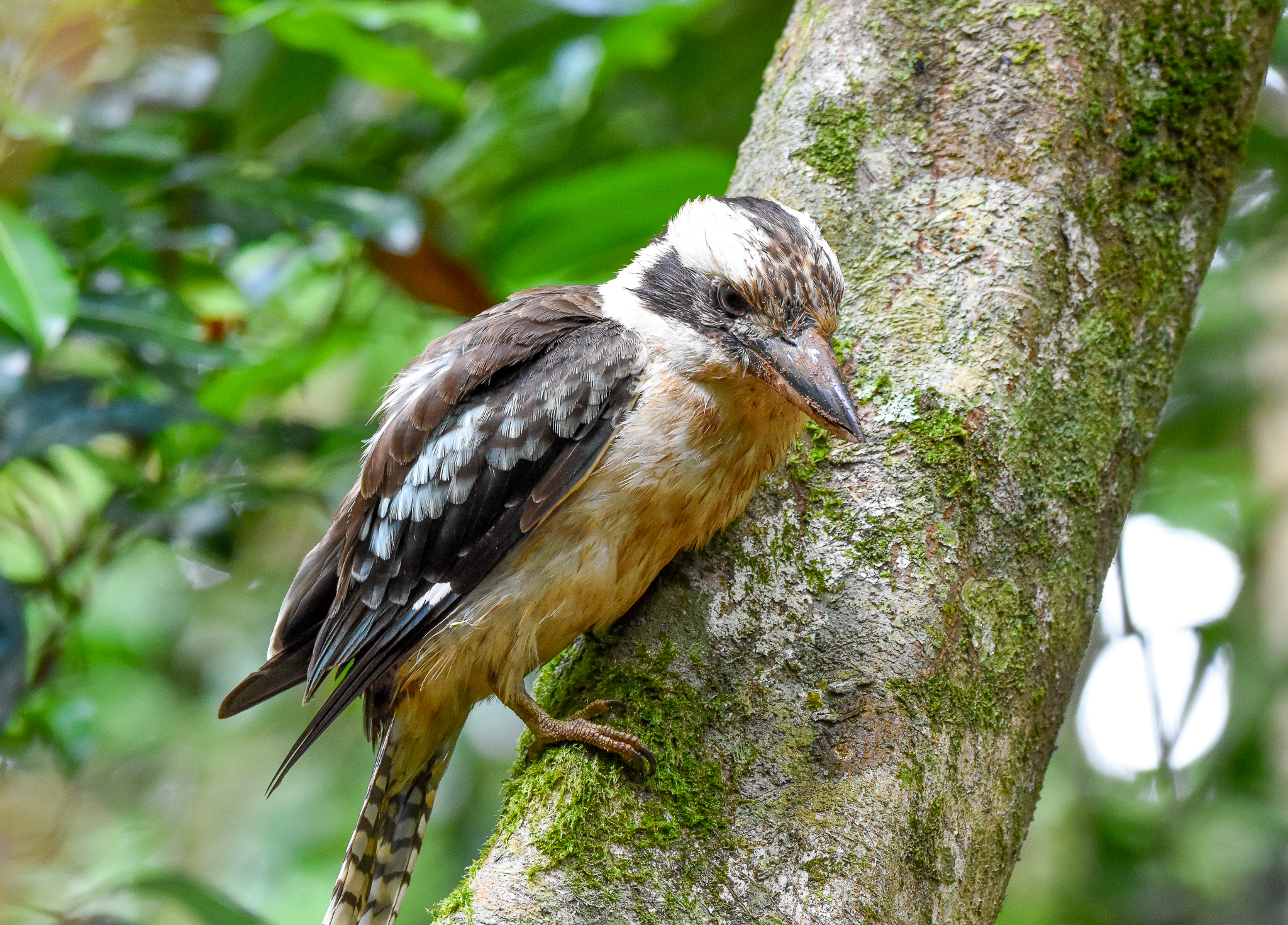 Laughing Kookaburra