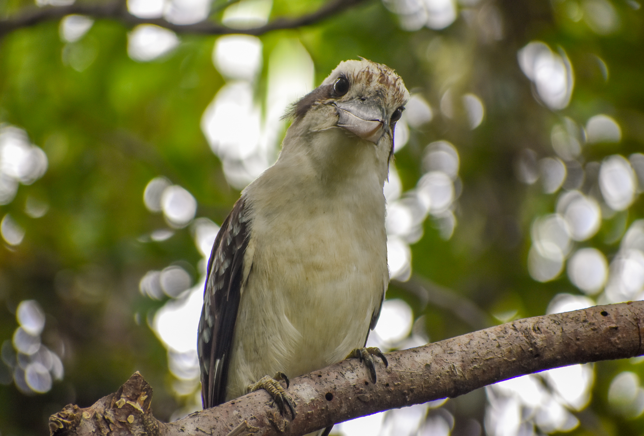 Laughing Kookaburra
