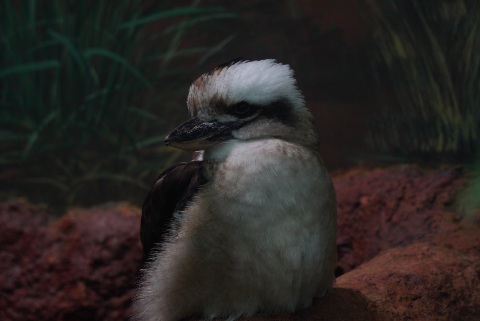 Laughing Kookaburra
