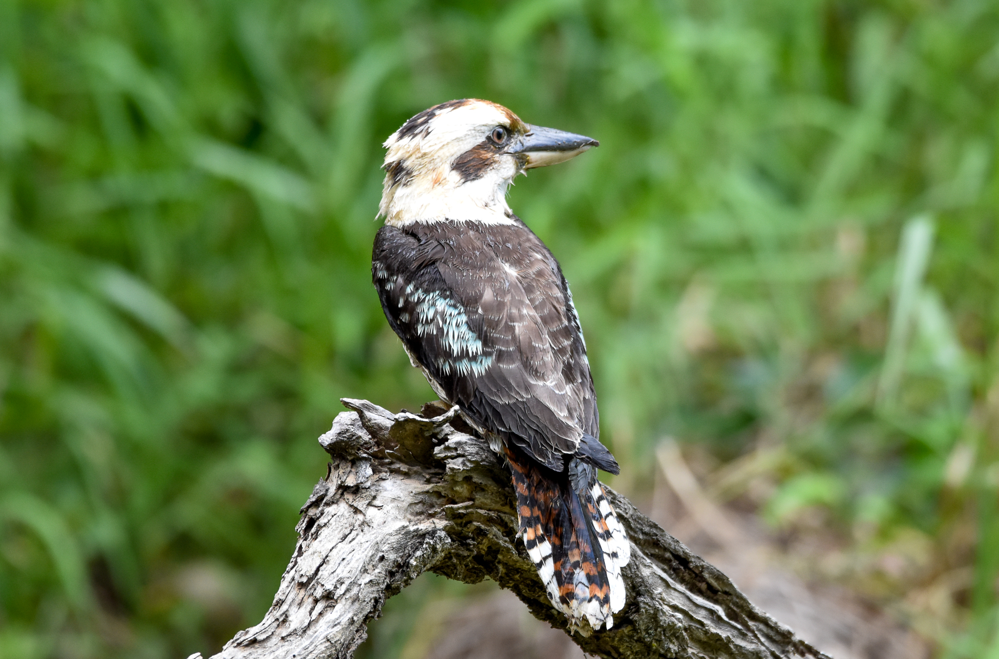 Laughing Kookaburra