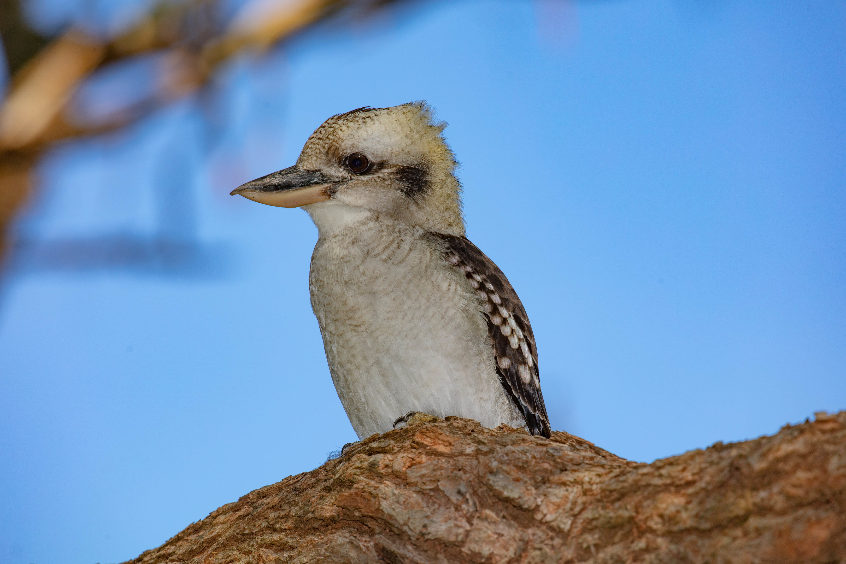 Laughing Kookaburra