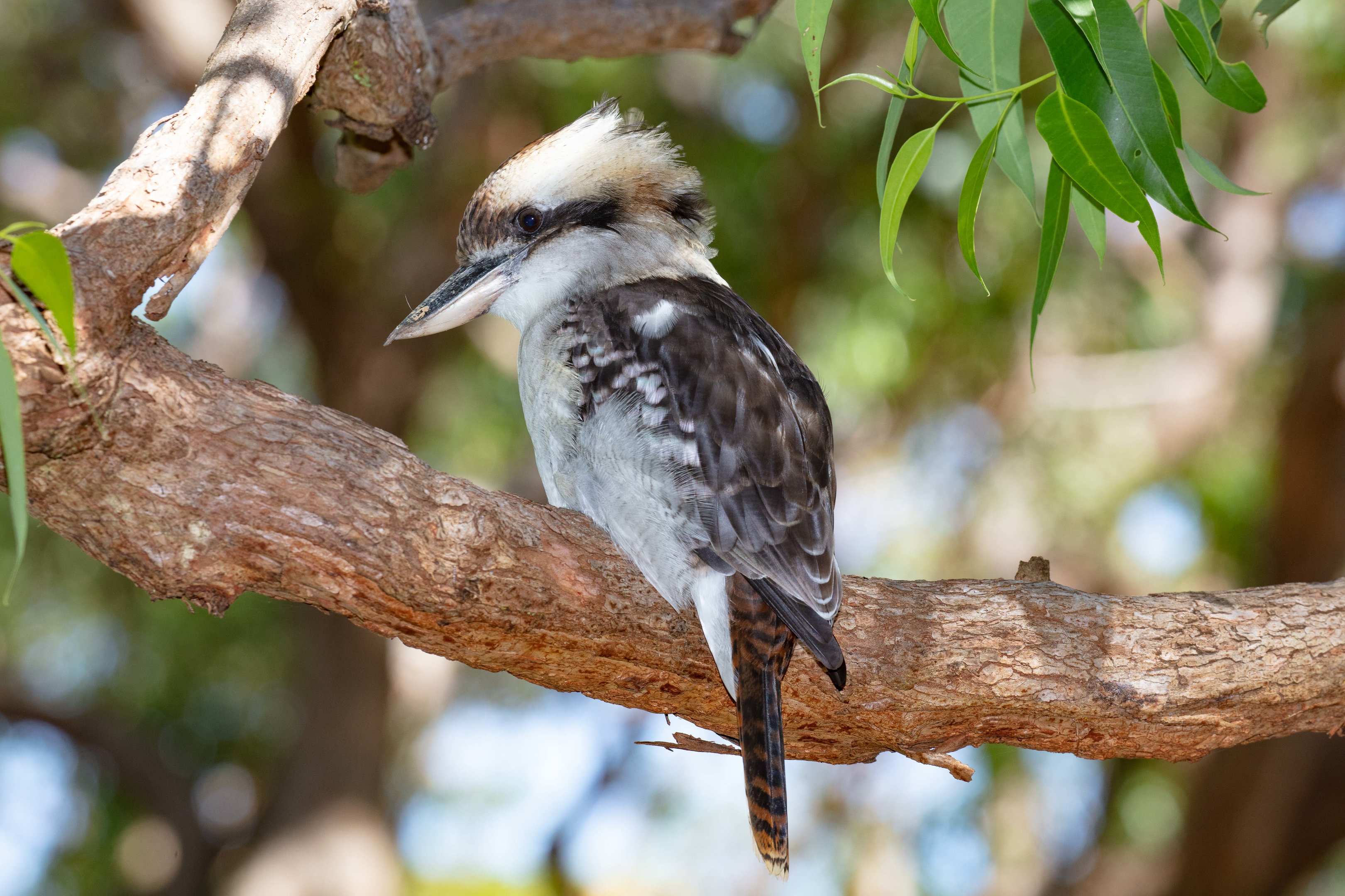 Laughing Kookaburra