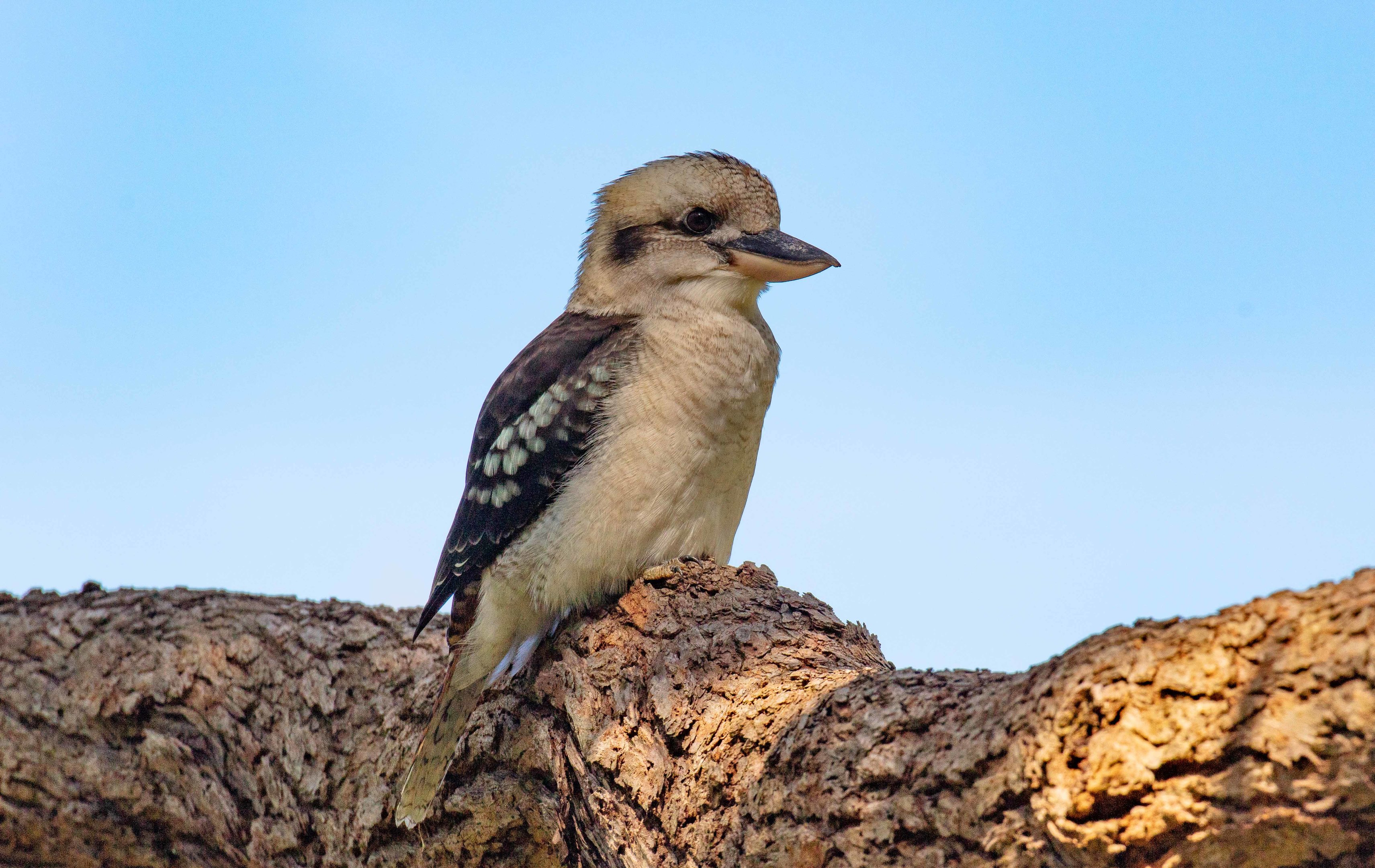 Laughing Kookaburra