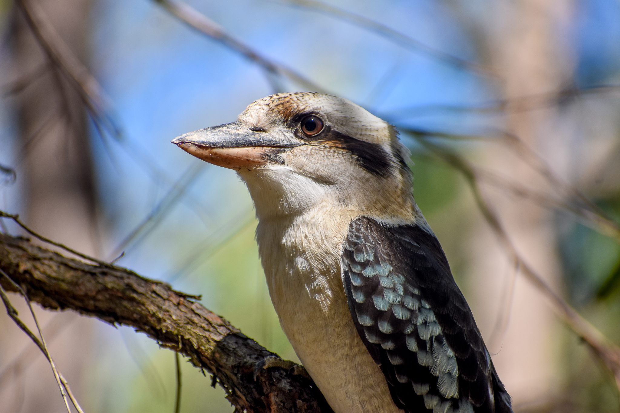 Laughing Kookaburra
