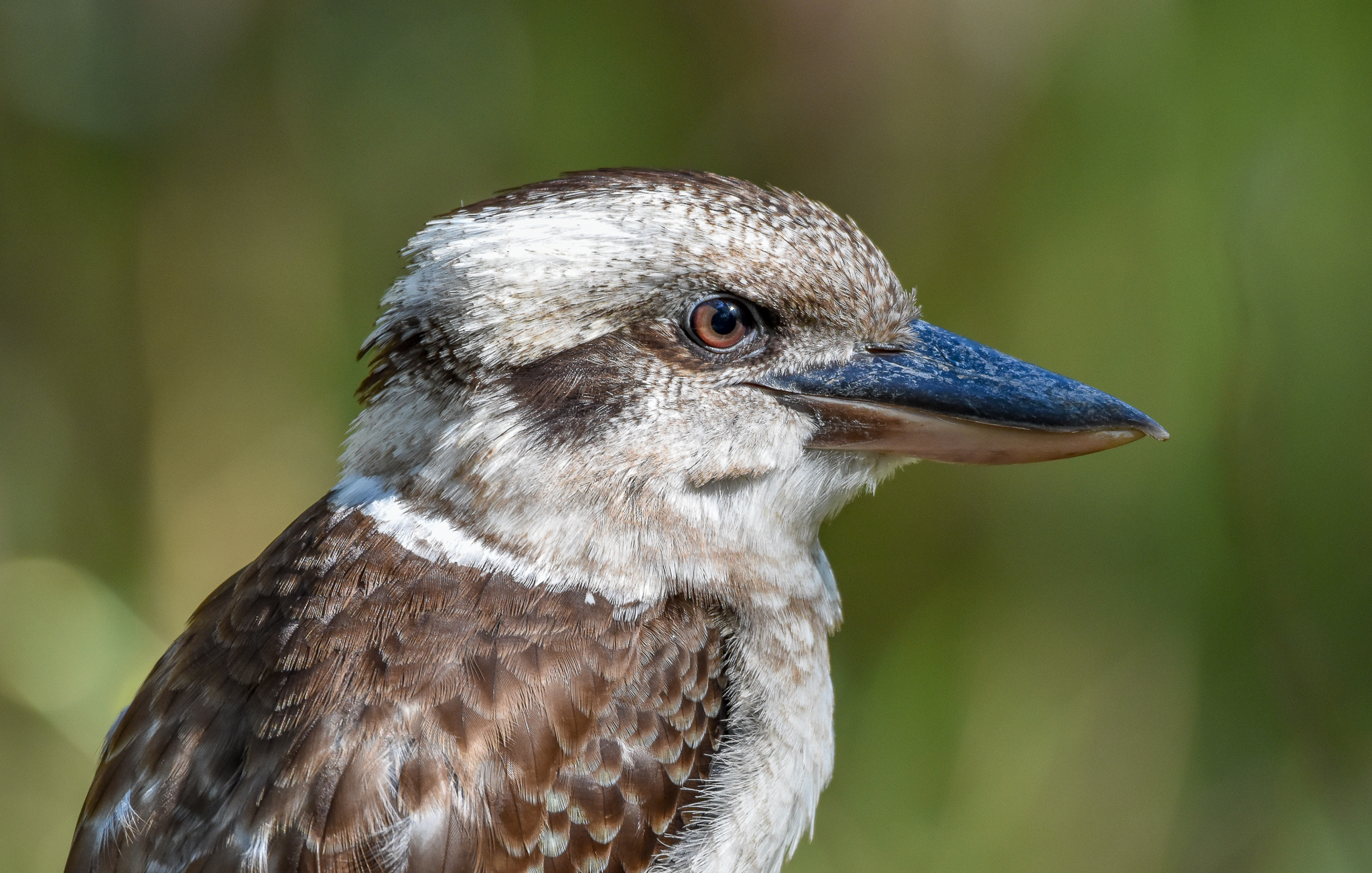 Laughing Kookaburra