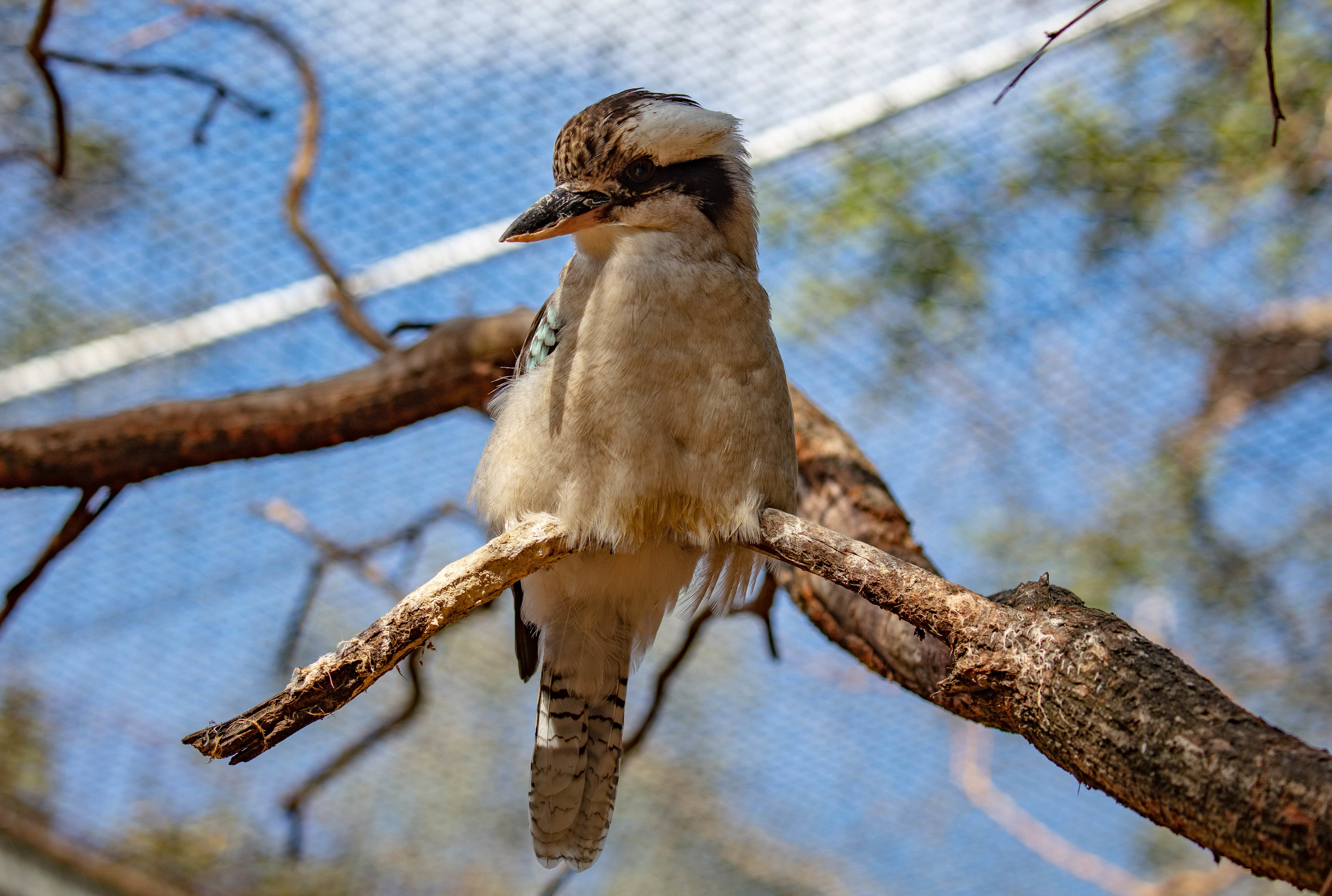 Laughing Kookaburra