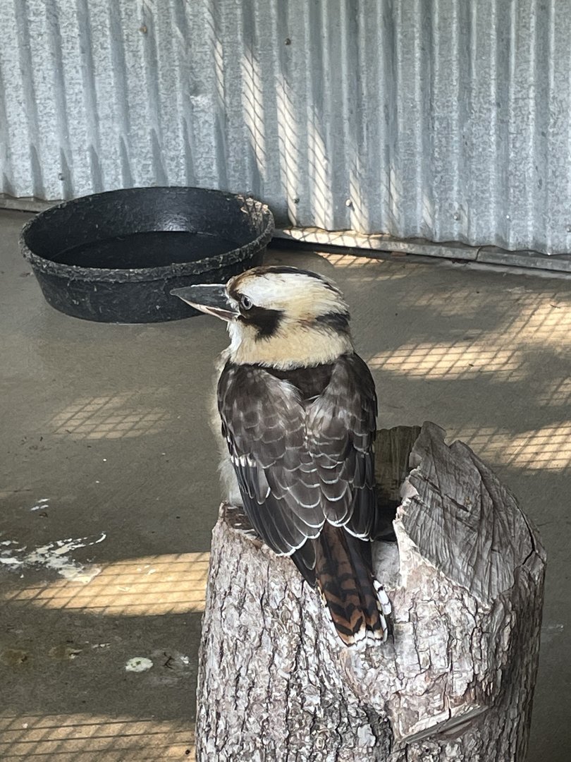 Laughing Kookaburra