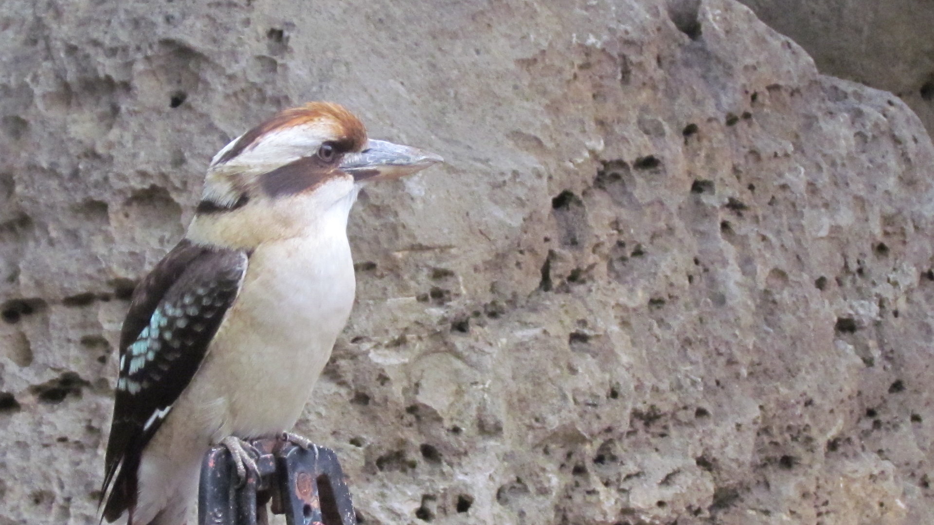 Laughing Kookaburra