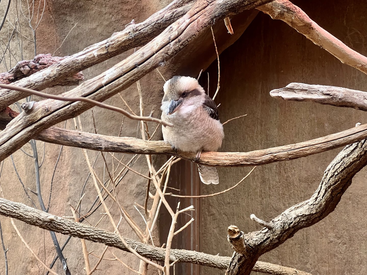 Laughing Kookaburra