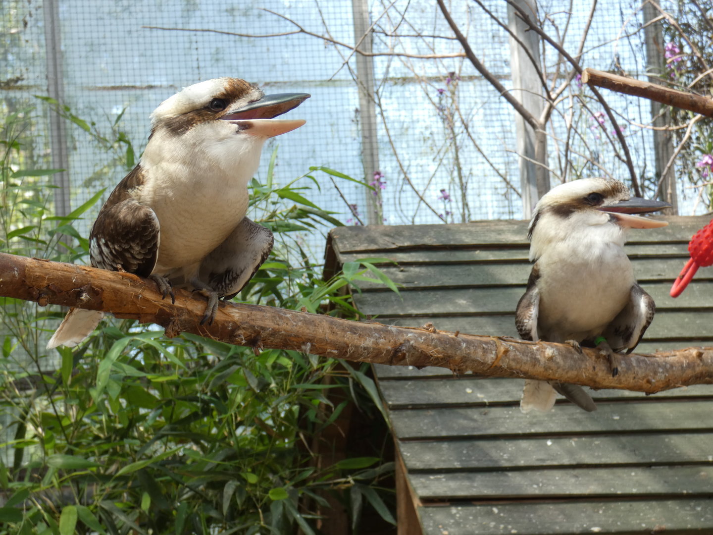 Laughing kookaburra