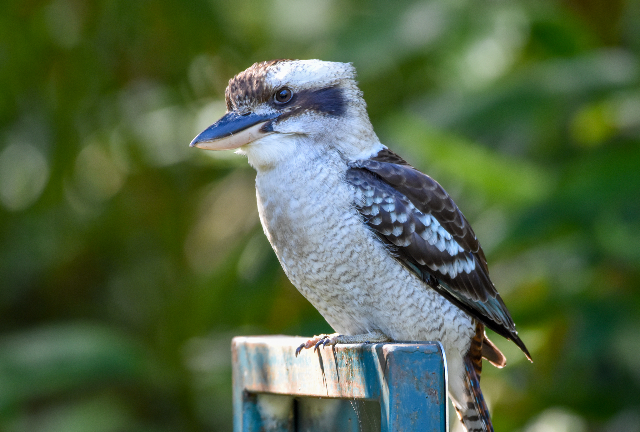 Laughing Kookaburra