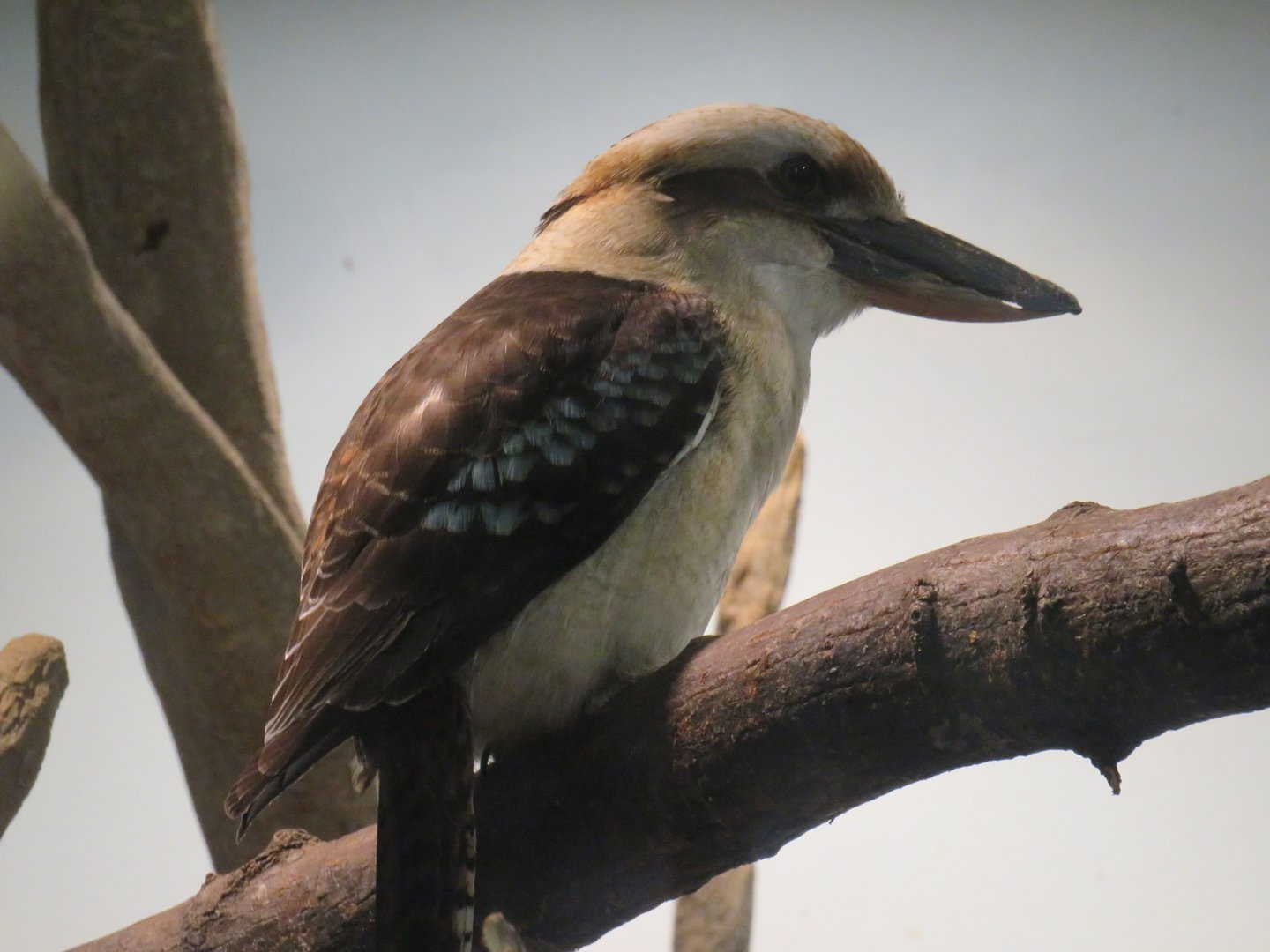 Laughing kookaburra