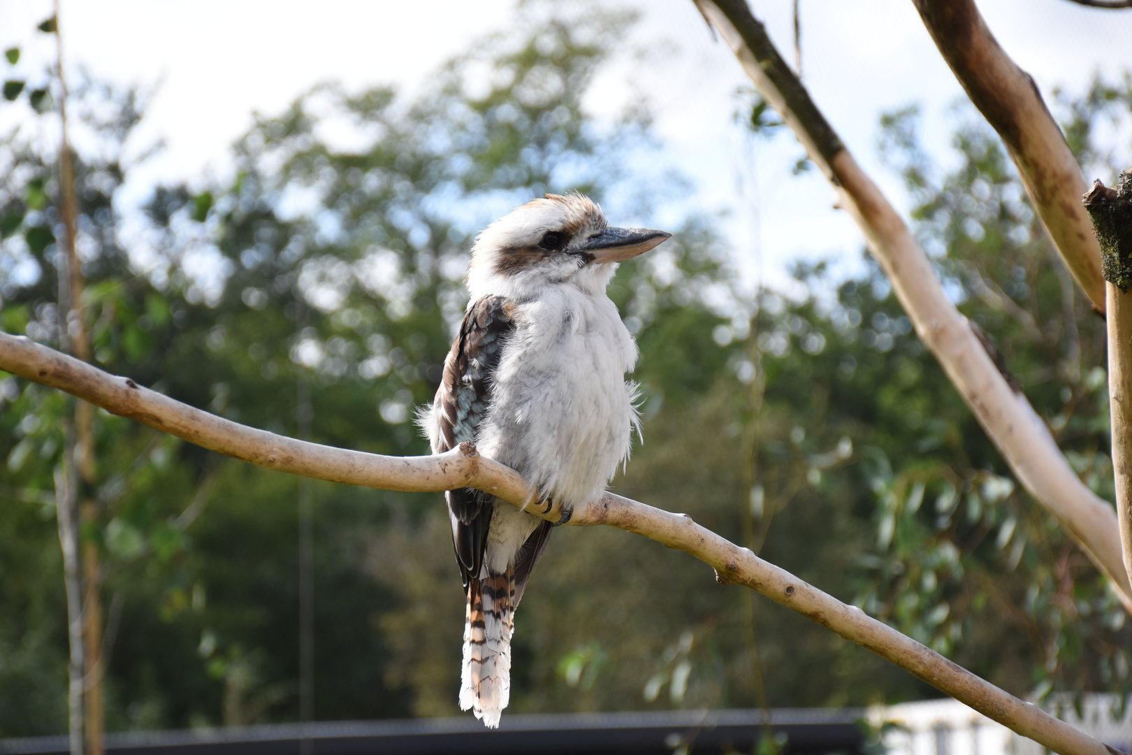 Laughing Kookaburra