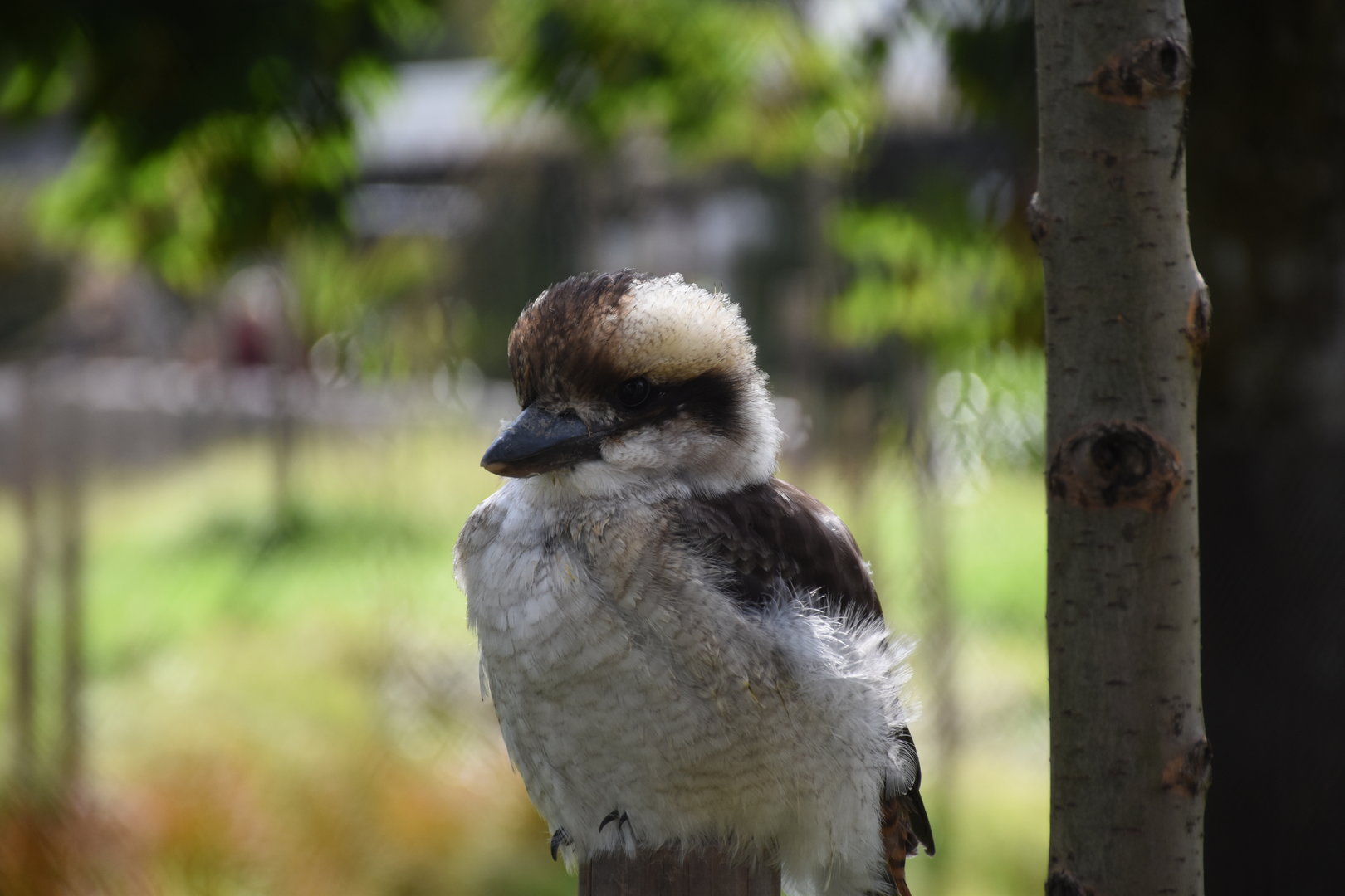 Laughing Kookaburra