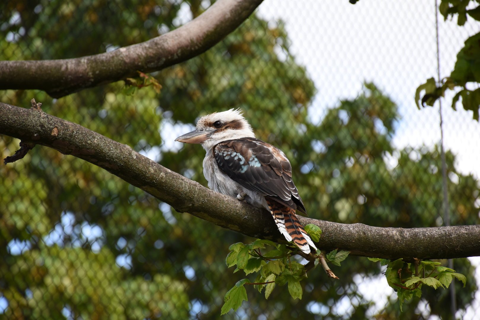 Laughing Kookaburra
