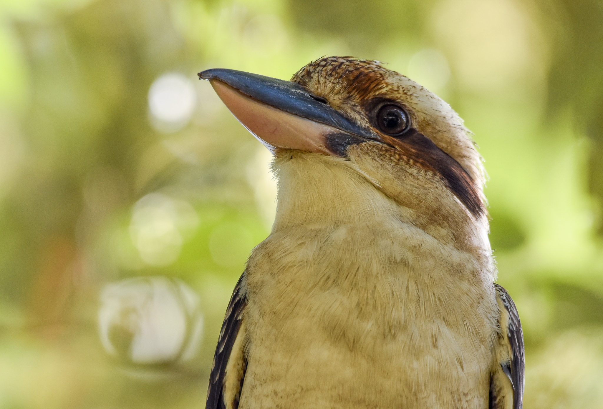 Laughing Kookaburra