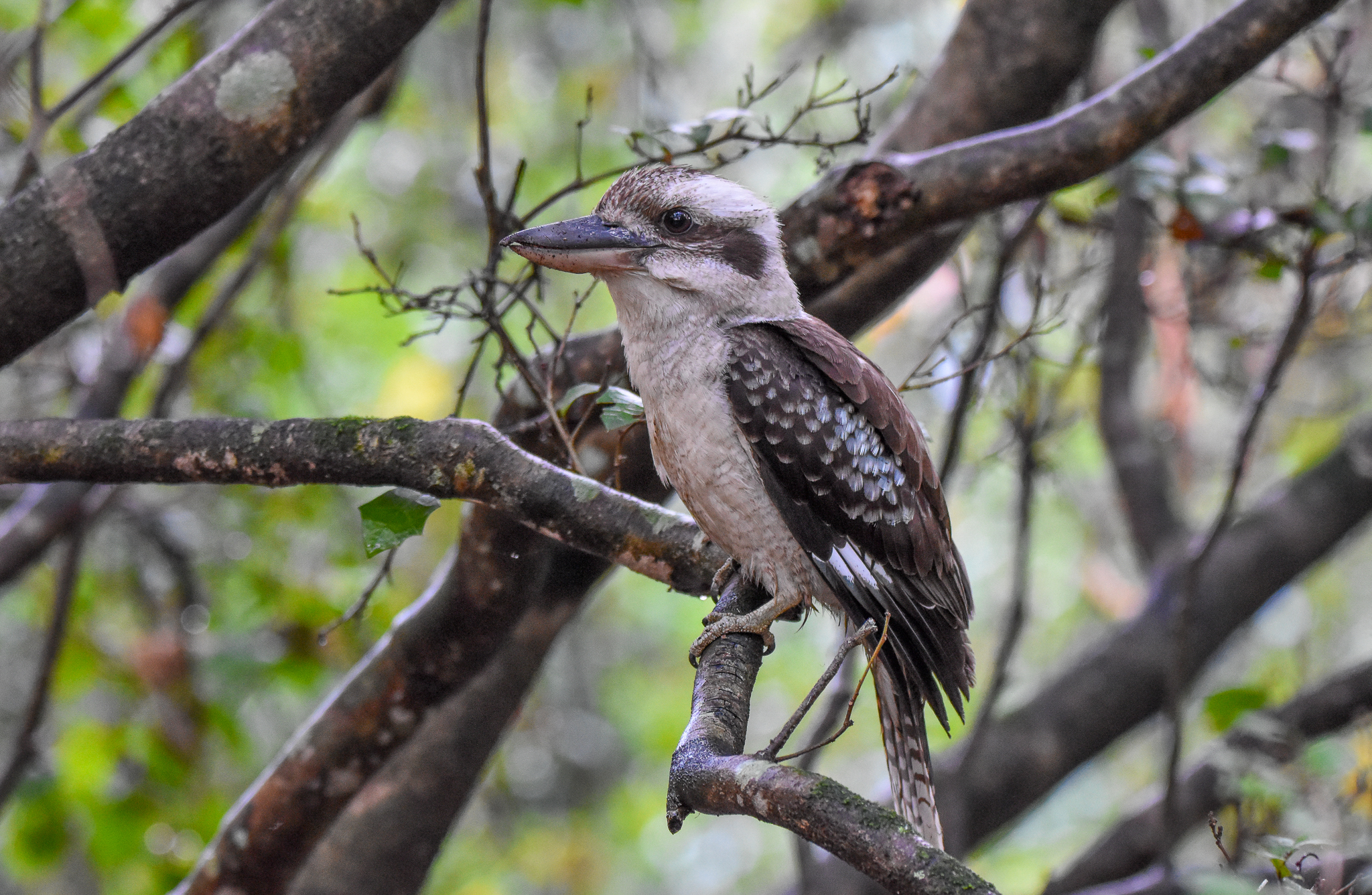 Laughing Kookaburra