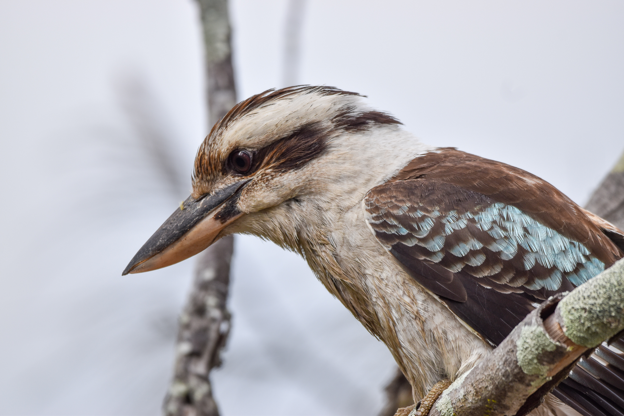 Laughing Kookaburra
