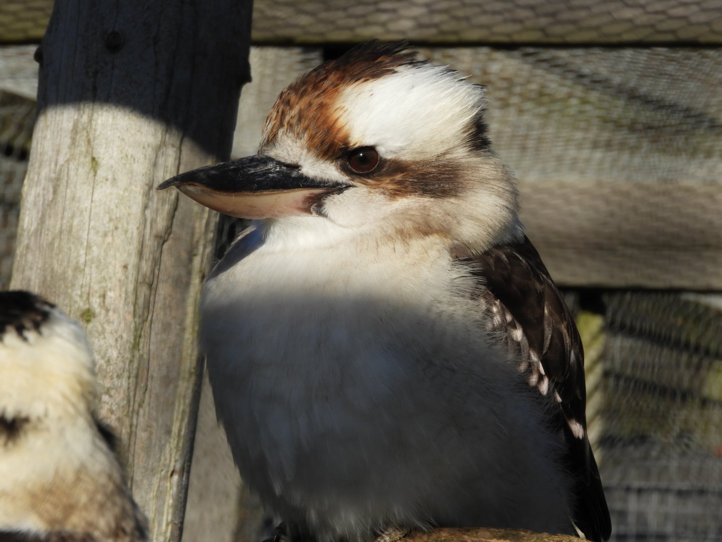 Laughing kookaburra