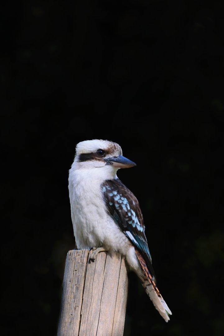 Laughing Kookaburra