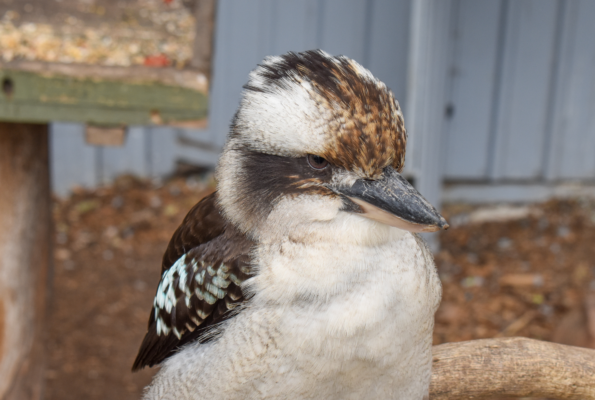 Laughing Kookaburra