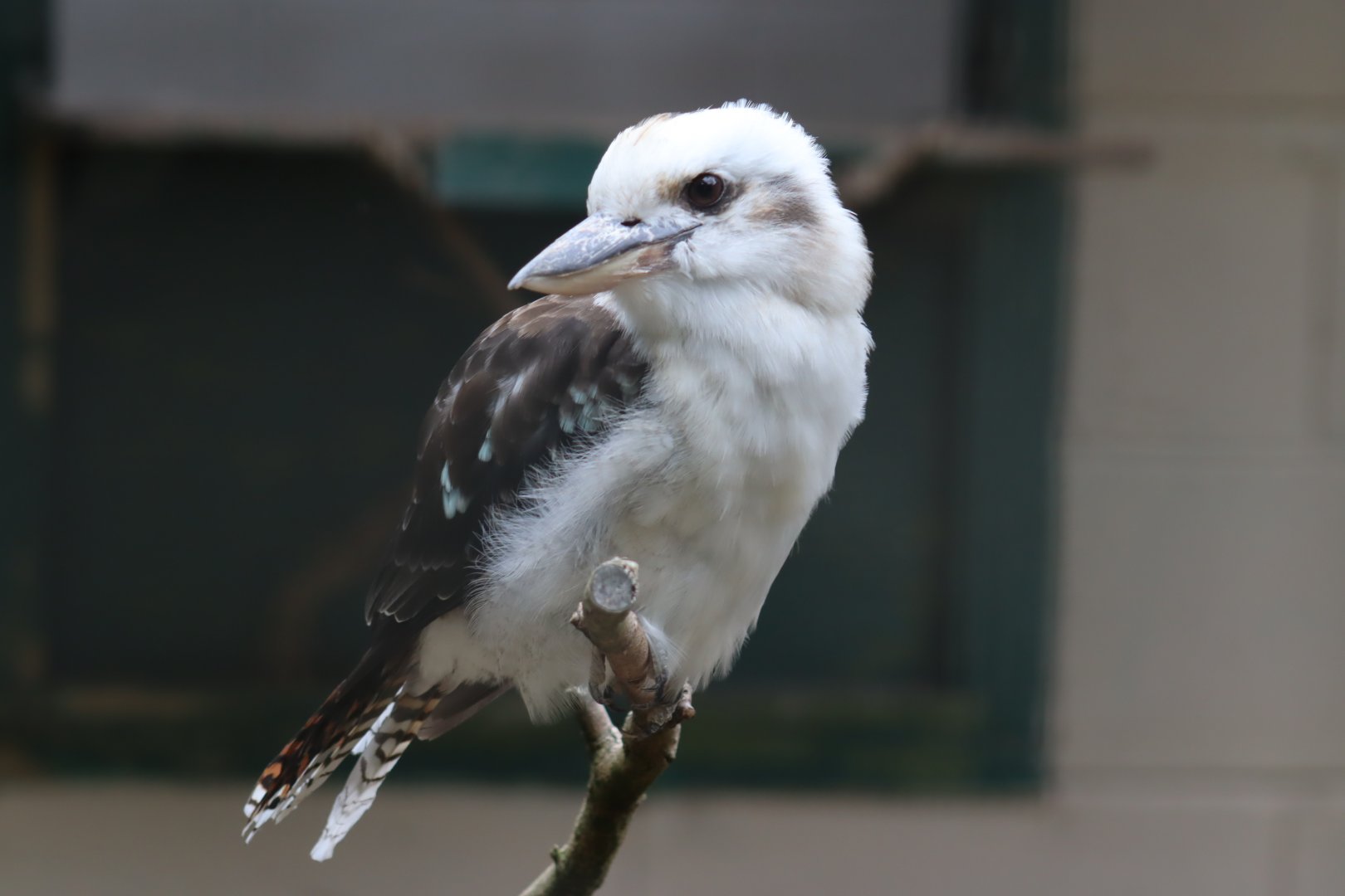 Laughing Kookaburra