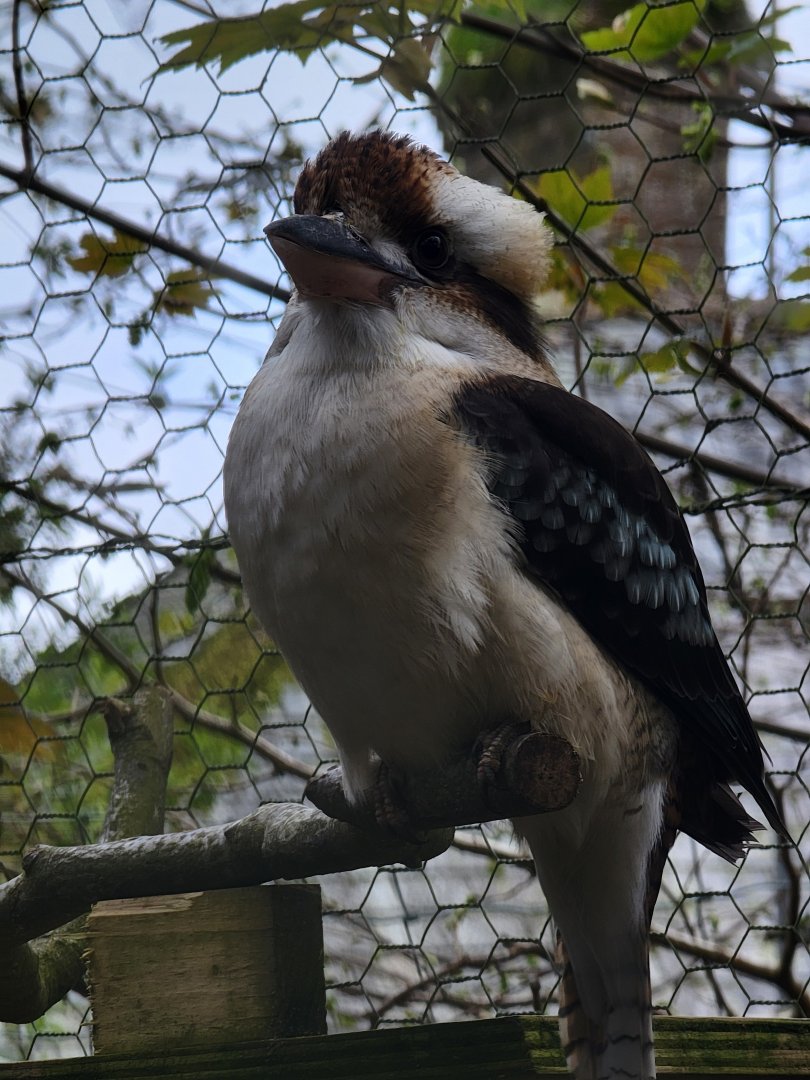 Laughing Kookaburra