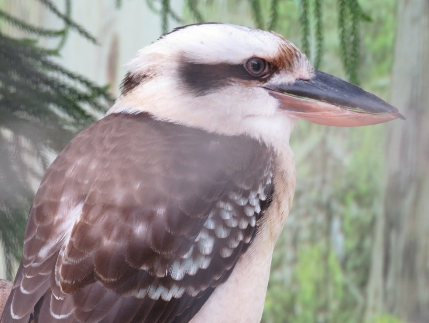 Laughing kookaburra