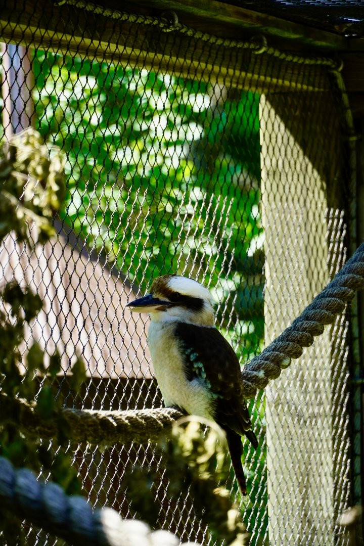 Laughing Kookaburra