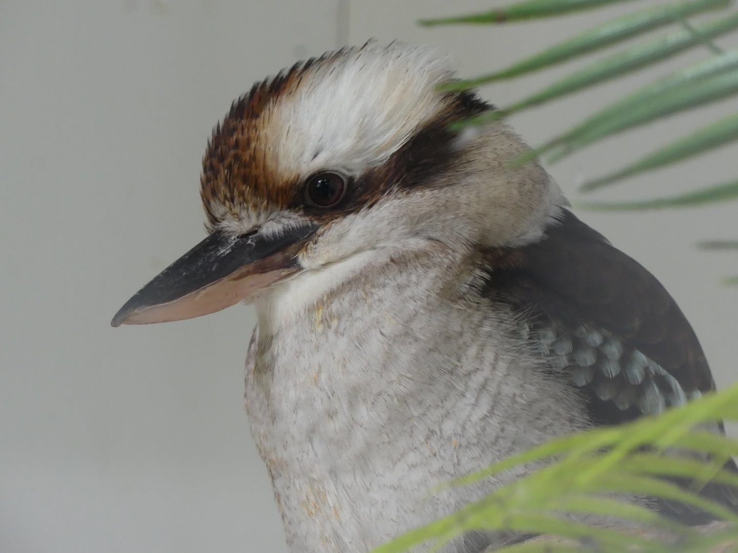 Laughing Kookaburra