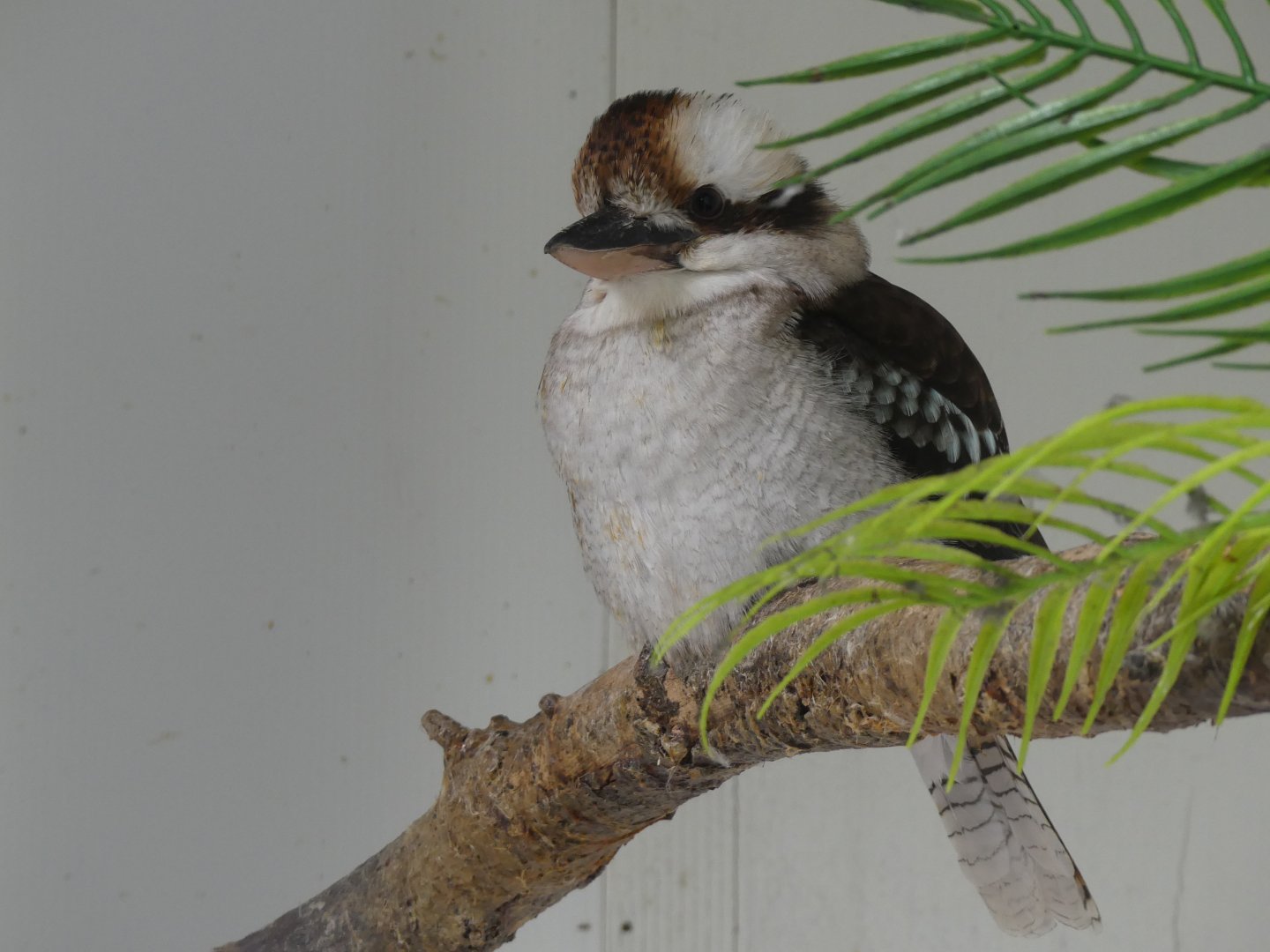 Laughing Kookaburra