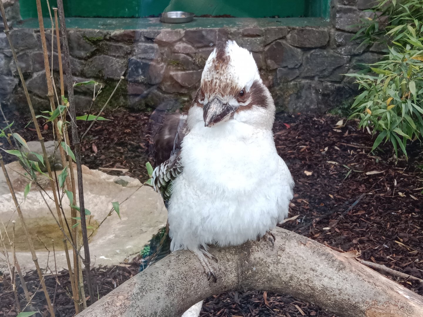 Laughing kookaburra