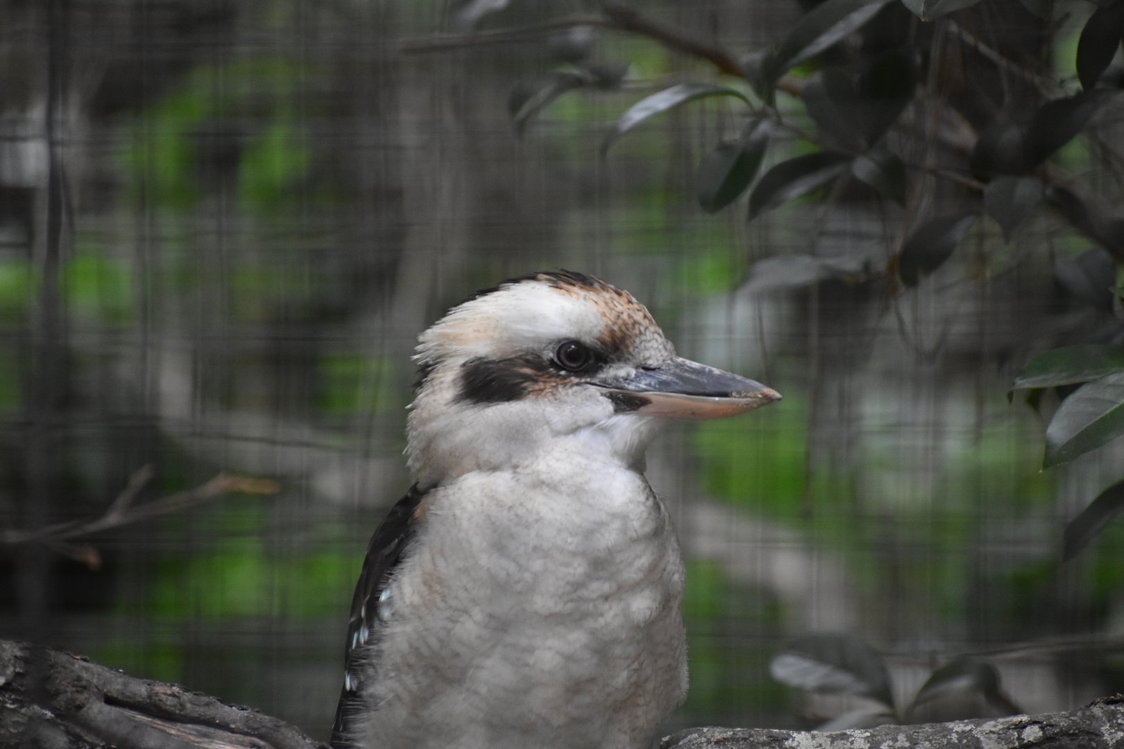 Laughing Kookaburra